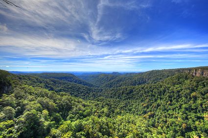 Canyon Lookout - Springbrook National Park - QLD SQ (PB5D 00 4250)